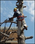 Man removing tree limbs